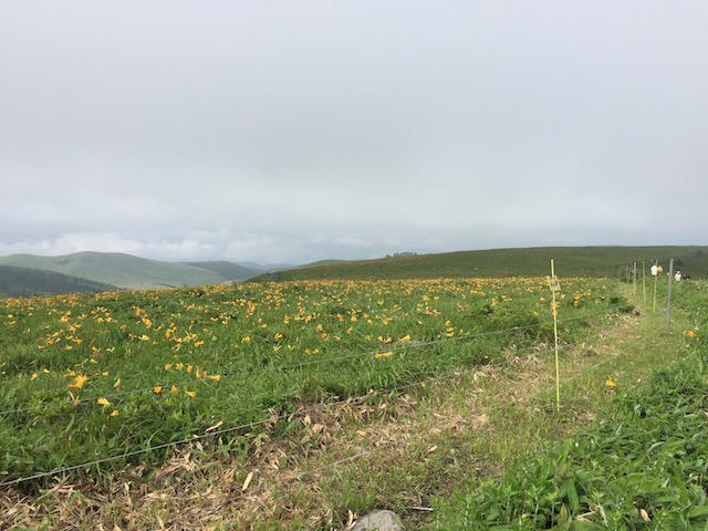 画像を等倍で表示します 画像