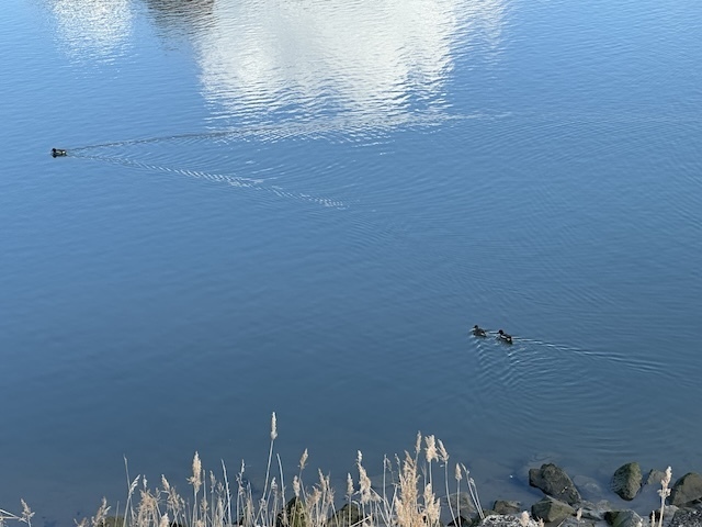 IMG_4318.jpeg