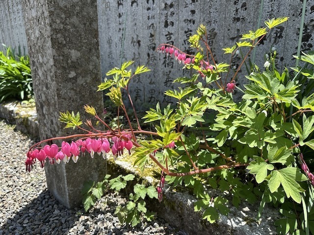 IMG_5932.jpeg