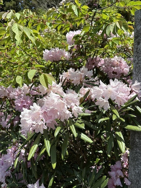 IMG_5940.jpeg